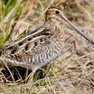 Wilson's Snipe